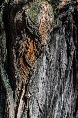 Ahşap kabuk ilginç yakın çekim. Doğal desenler