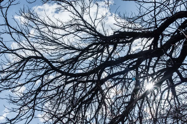 Eiken takken op de blauwe hemelachtergrond close-up — Stockfoto