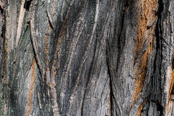 Interessante Holzrinde aus nächster Nähe. Natürliche Muster — Stockfoto