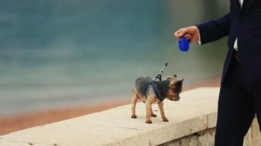 Karadağ, Budva güneşli iskele üzerinde sevimli yorkshire korkunç yürüyen damat yakın çekim