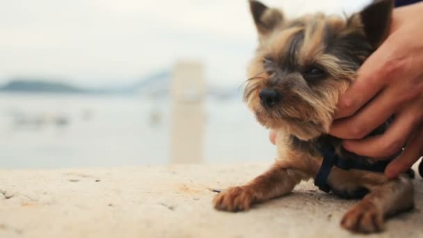 Groom petting petit chien mignon terrier Monténégro, Budva gros plan — Video