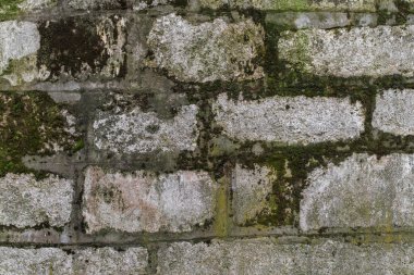 Eski yosunlu gri duvar doku yakın çekim