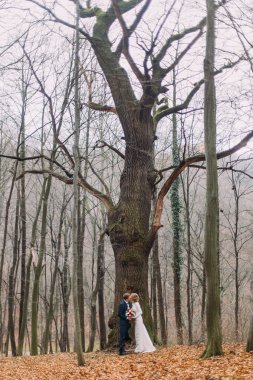 Güzel genç çiftin öpüştüğünü düğün sonbahar ormanda büyük yapraksız yakınındaki.