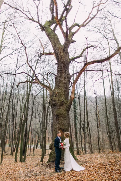 Красива молода весільна пара тримає руки біля великого безлистяного дерева в осінньому лісі . — стокове фото