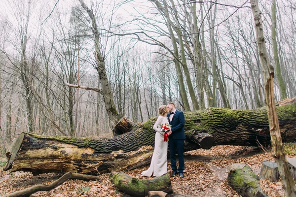 Feliz boda joven pareja besándose cerca del tronco del árbol. Fondo del bosque otoñal — Foto de Stock