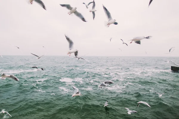 Martılar uçan vintage fotoğraf. Güzel deniz manzara