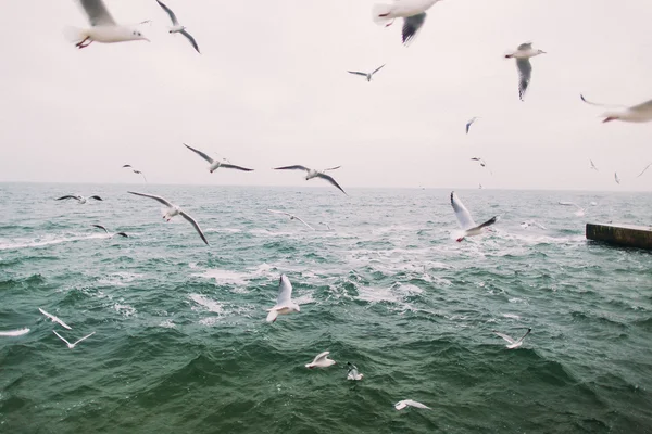 Vintage foto av flygande måsar. Vackra havet liggande — Stockfoto