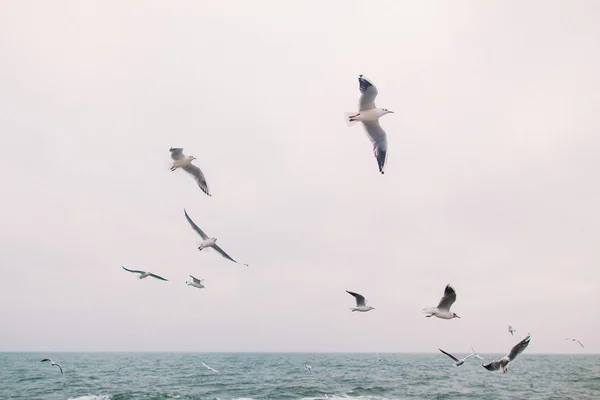 Vintage foto av flygande måsar. Vackra havet liggande — Stockfoto