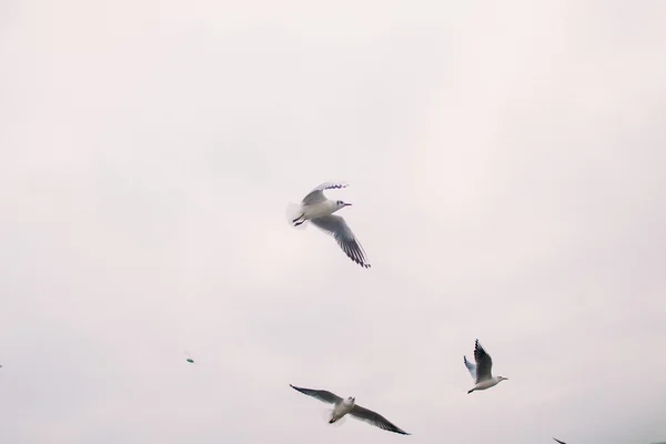 Foto vintage de gaviotas voladoras. Hermoso paisaje marino —  Fotos de Stock