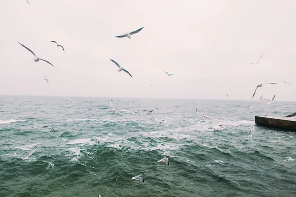 Вінтажне фото літаючих чайок. Красивий морський пейзаж — стокове фото