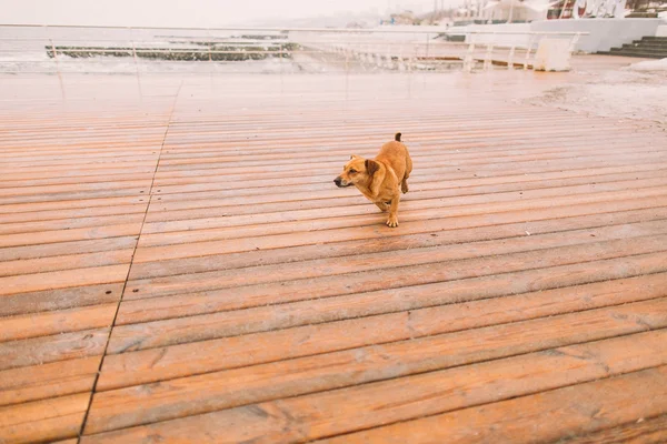 Um cão solitário a olhar para o mar no ancoradouro. Dia de outono chuvoso — Fotografia de Stock
