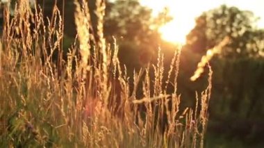 Buğday alan. Altın buğday kulaklarını kapat. Güzel doğa günbatımı manzara. Kırsal manzara parlak güneş ışığı altında.