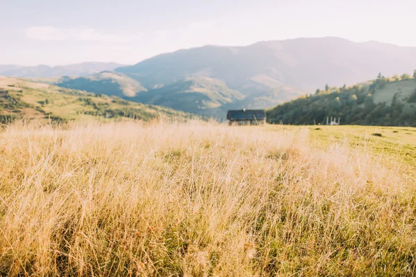 Dağ manzarası Karpat, Ukrayna, Europe fantastik güneşli bir günde.