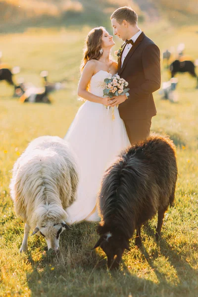 Belo casal casado perto de rebanho de ovelhas no belo prado da montanha — Fotografia de Stock
