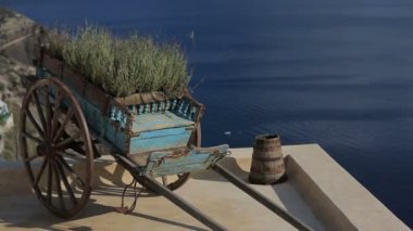 Santorini'de dekorasyon yeşil bitkiler, Yunanistan yakın çekim
