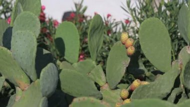 Santorini, Yunanistan sarı kunduz kuyruk kaktüs çiçeği yakın çekim
