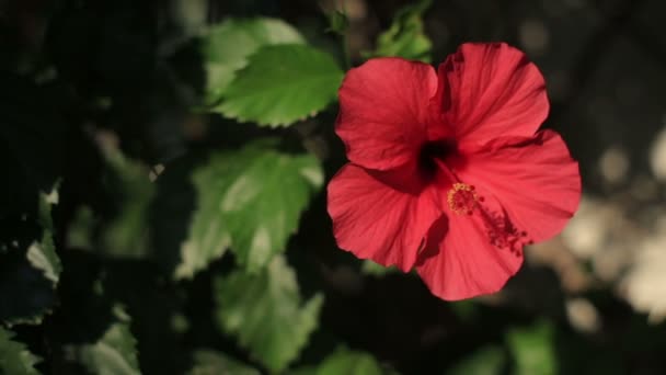 Rote Geranienblüte und grüne Blätter Nahaufnahme — Stockvideo