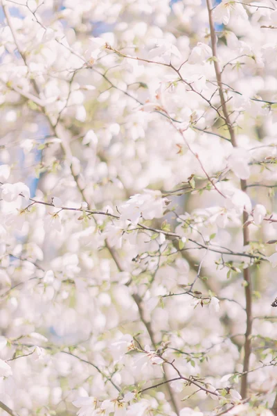 Bando de flores de ameixa com flores brancas contra o céu azul — Fotografia de Stock