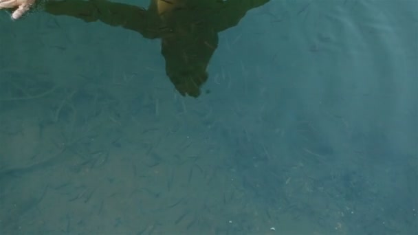 Nahaufnahme gepflegter Hände im sauberen blauen Wasser mit vielen kleinen Fischen, die ringsum schwimmen. Atemberaubender Moment der Harmonie Mensch und Natur in den Karpaten. fish spa für Hautpflege — Stockvideo