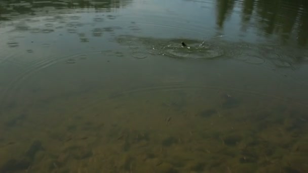 Angeln schwimmender Bob im grünen Wasser des Sees voller Fische — Stockvideo