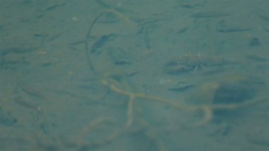 Nil tilapia, Mango balık, Nilotica, Oreochromis niloticus, güneş ışığı altında berrak suda yüzen gri genç balık bir gölet yakın