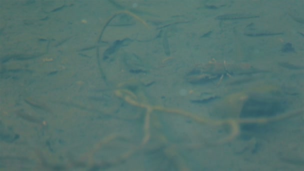 Tilapia del Nilo, Mango fish, Nilotica, Oreochromis niloticus, peces jóvenes en gris nadando en aguas claras bajo la luz del sol de cerca en un estanque — Vídeo de stock