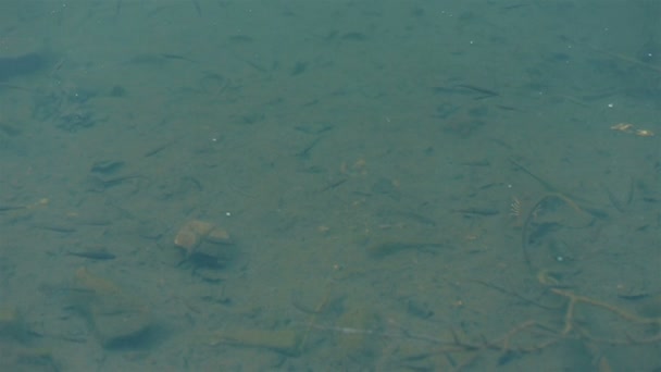 Close up de uma manada de peixes cinzentos nadando em água azul clara sob a luz do sol na lagoa — Vídeo de Stock