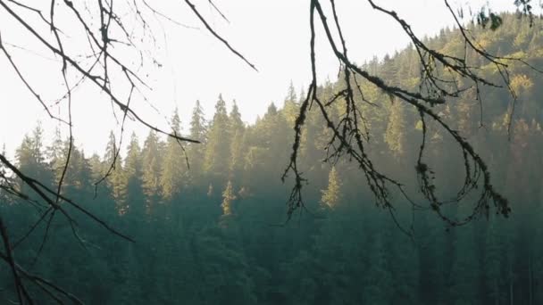Sabahın erken saatlerinde ormanlık Karpat dağlarının nefes kesen manzarası. Ağaç dalları ön planda — Stok video