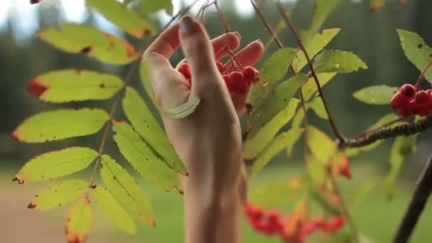 Красива молода жінка в традиційному українському одязі, збираючи ягідки троянд в лісі — стокове відео