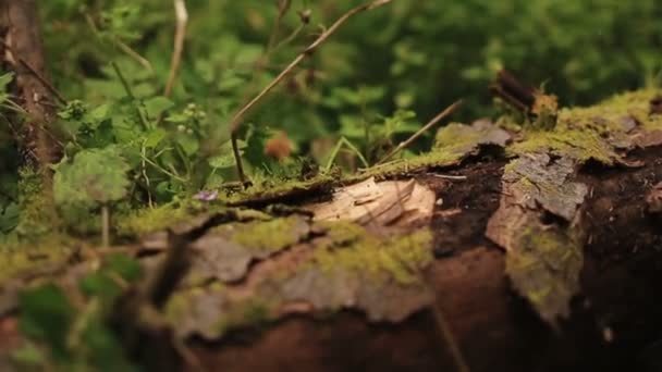 AX hakhout bossen in het bos van de Karpaten close-up — Stockvideo