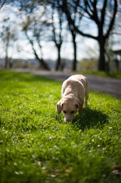 Söt Beagle valp kör glad över våren ängen — Stockfoto