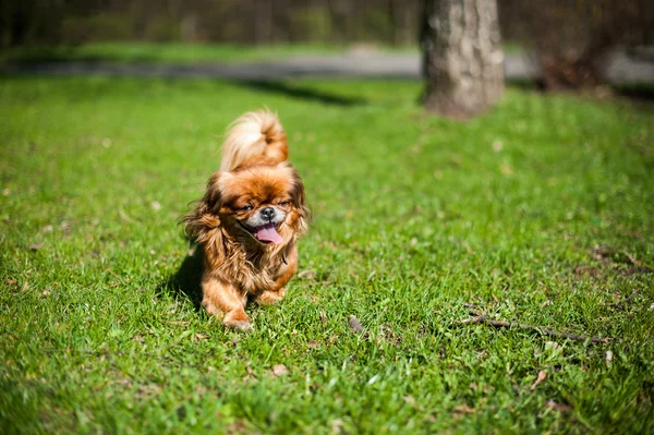 Söta och roliga pekingese hund promenader utomhus på det gröna gräset — Stockfoto