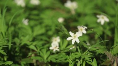 Beyaz yağmur hareketinin üfleme Lily Close-Up