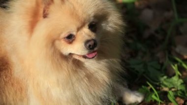 Sevimli küçük beyaz pekingese bahçede yeşil çim lay