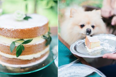 Rustik tarzda wedding cake ve sevimli köpek yavrusu ormanda kolaj fotoğrafı