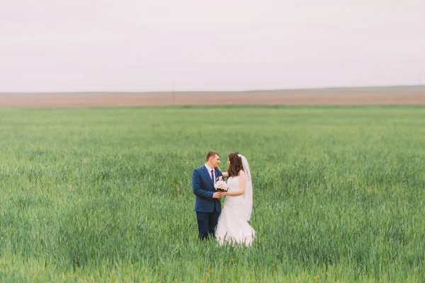 Schöne Hochzeitspaar, Braut, Bräutigam posiert und geht in Feld von hohem grünen Gras — Stockfoto