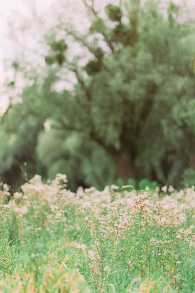Pěkný wild flower meadow v hluboké jaro forest — Stock fotografie