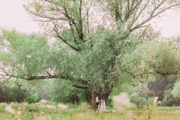 Noiva jovem feliz e noivo posando de mãos dadas sob uma árvore grande com folhas verdes frescas no prado da primavera — Fotografia de Stock