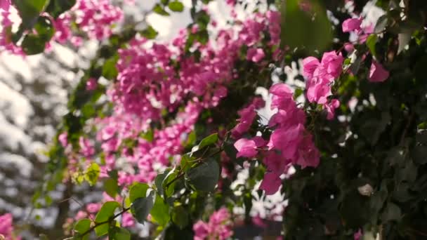 Orientalisk körsbär blommar. Vacker solig dag på ön Cypern. Våren — Stockvideo