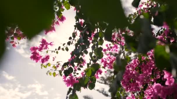 Le soleil brille à travers les branches orientales de cerisier en fleur. Belle journée ensoleillée sur l'île de Chypre. Printemps — Video