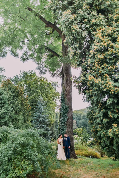 Casal recém-casado sob alta acácia-árvore arrepiada com hera. Casados a passear no parque no dia do casamento — Fotografia de Stock