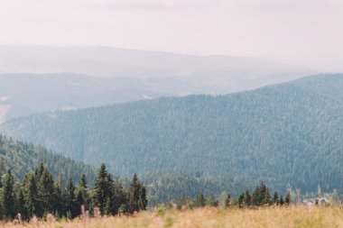 Karpat çam forest hills manzara ile bazı yüksek bulutlar ve ön plan, sarı alan görkemli mavi gökyüzü altında