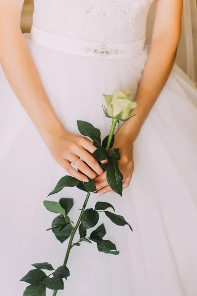 Delicate rose in the hands of young girl dressed white dress — Stock Photo, Image