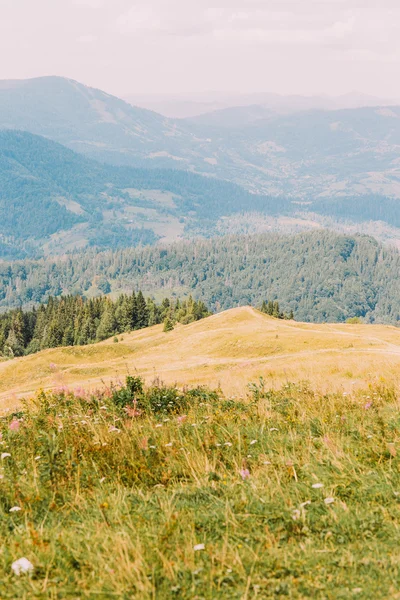 Karpaten pine forest hills landschap onder majestueuze lucht met gele weide op voorgrond — Stockfoto