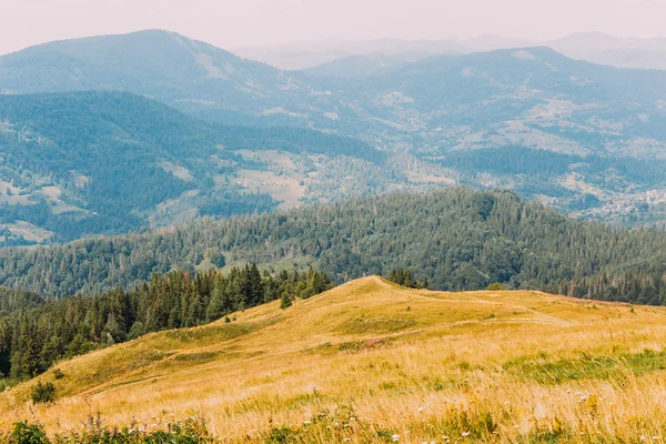 Majestueuze Karpatische pine forest hills landschap met gele weide op voorgrond — Stockfoto