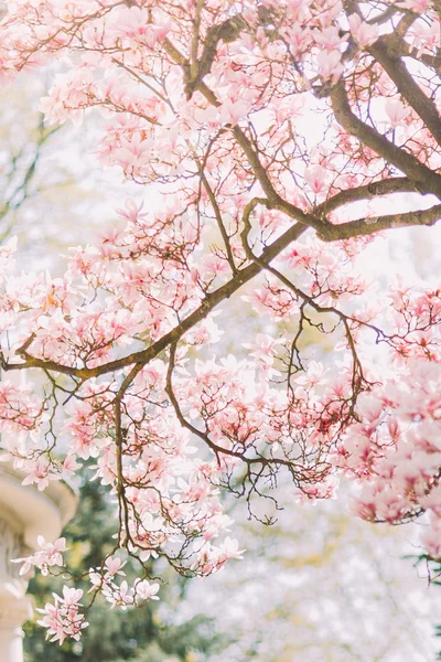 İhale pembe çiçeklerile çiçek manolya ağacının Dalı