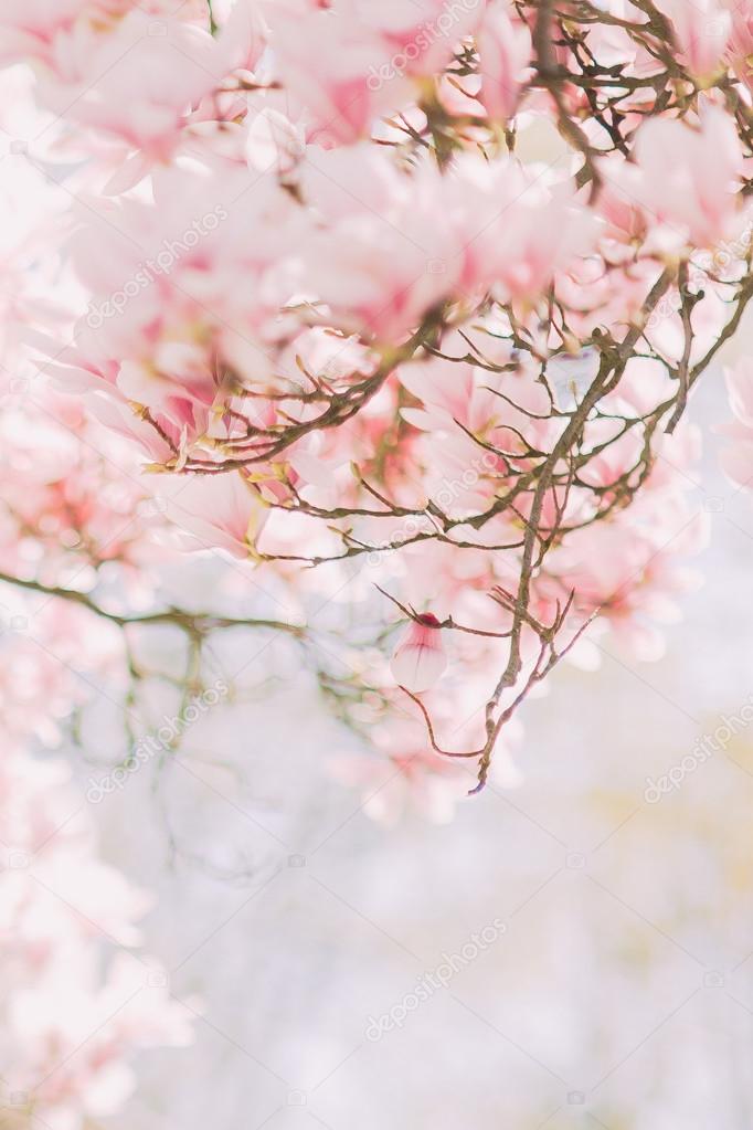 Branch of blossoming magnolia tree with tender pink flowers