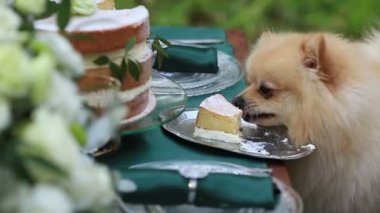 Köpek yavrusu sevimli pekingese açık bir kutlama pasta yiyor