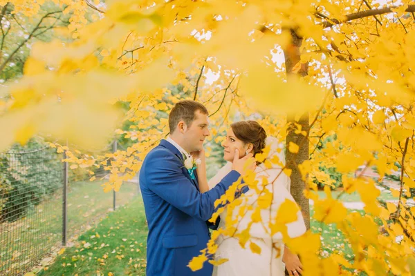 Beso romántico de pareja recién casada bajo el árbol de otoño con hojas amarillas —  Fotos de Stock