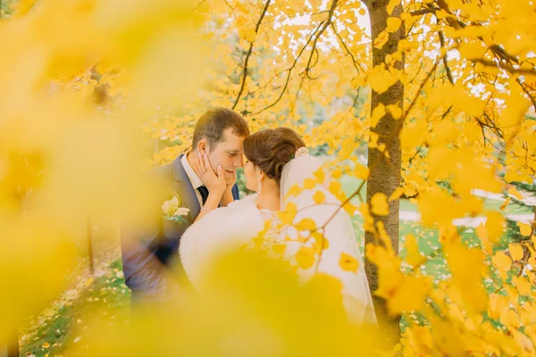 Романтический поцелуй молодоженов под деревом с жёлтыми листьями. Невеста трогает жениха — стоковое фото